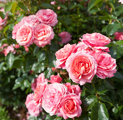 Conseil jardinage juin - tailler les rosiers